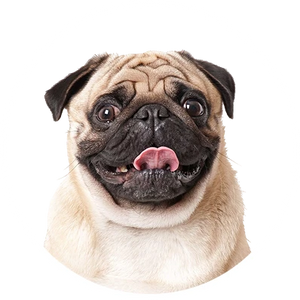 Dogs