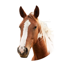 Horses