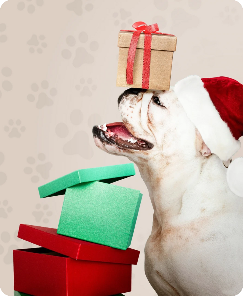 Dog Gift