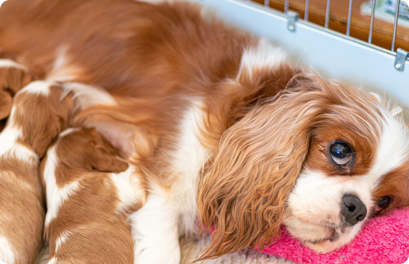Pet Parent Gift