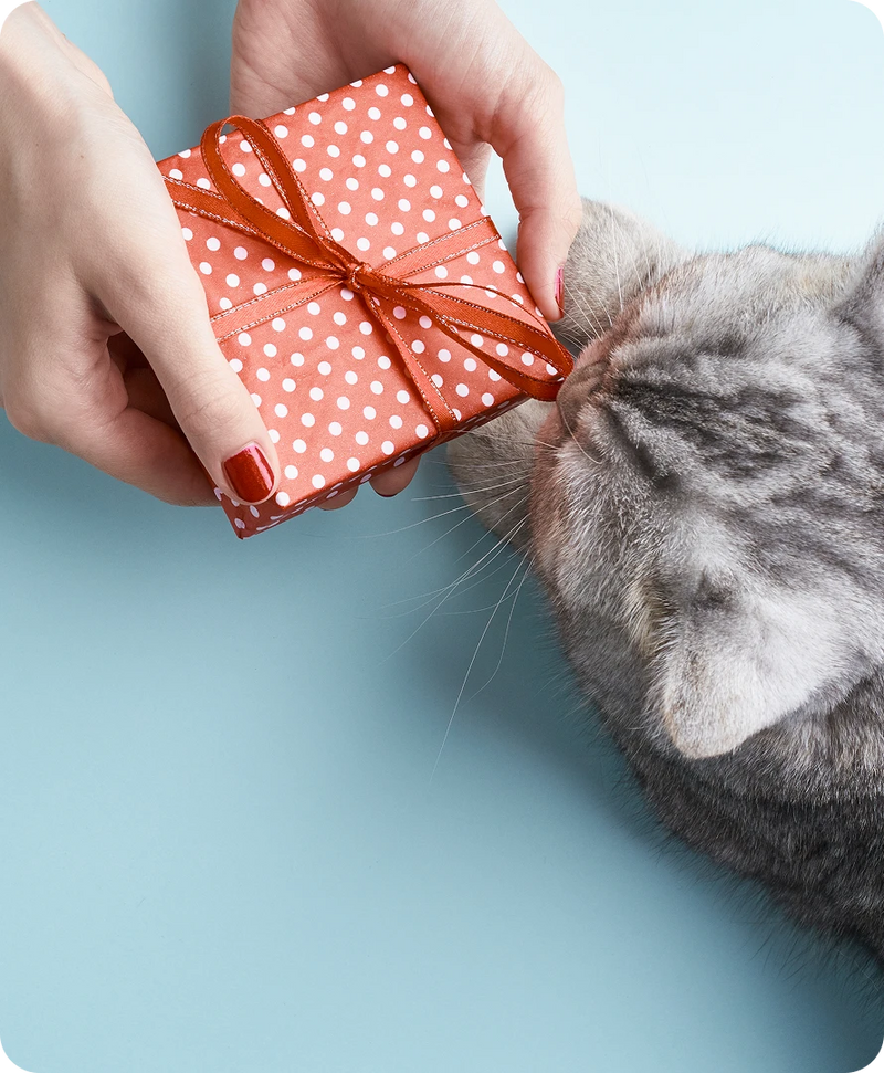 Cat Gift