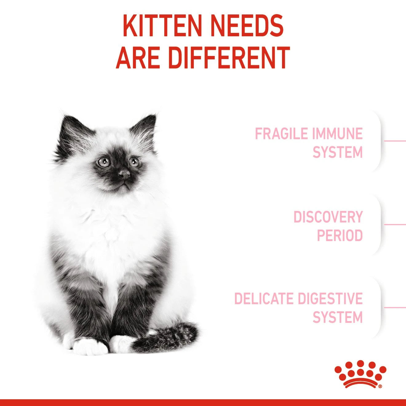 Royal Canin Feline Health Nutrition Kitten