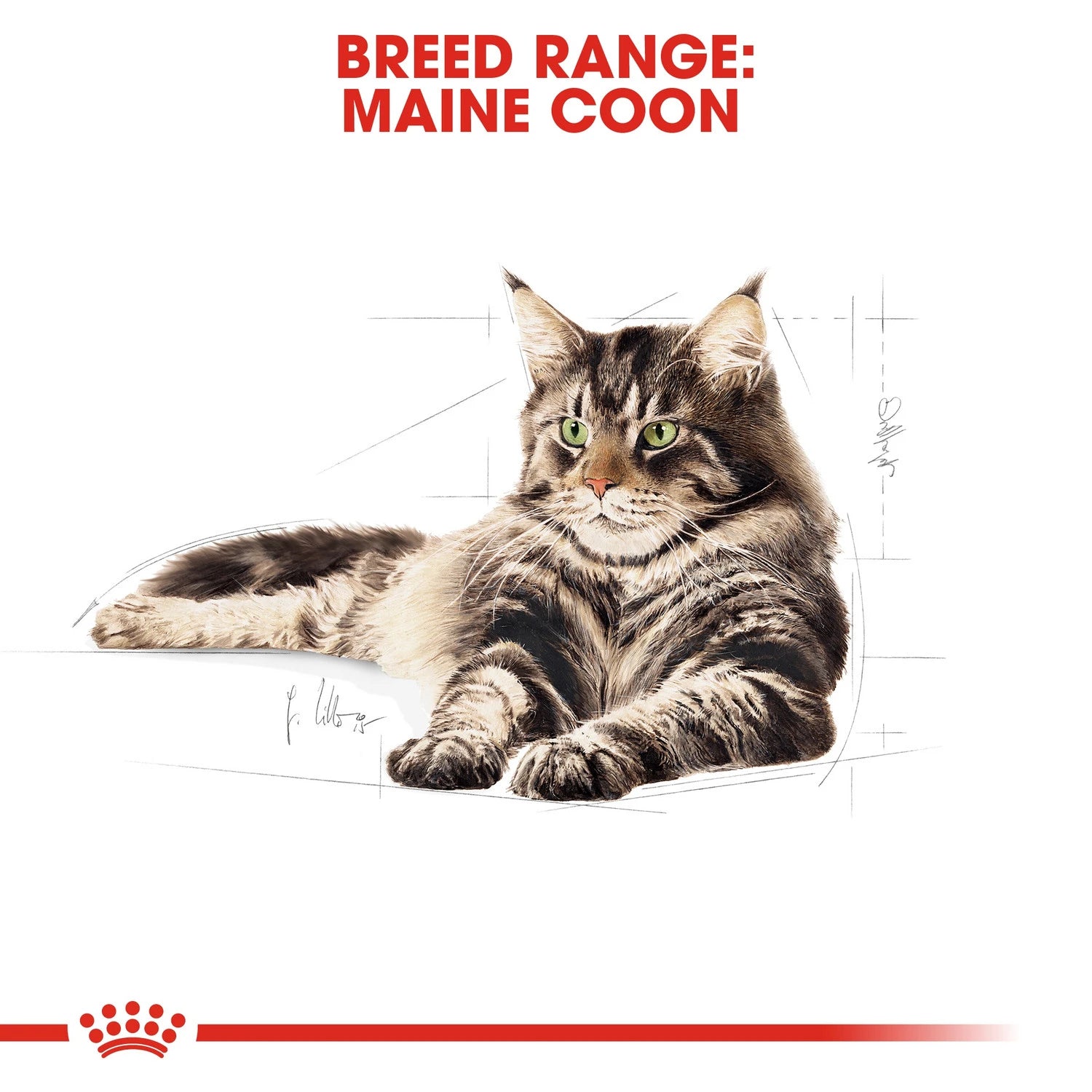 Royal Canin Maine Coon Adult 2 kg